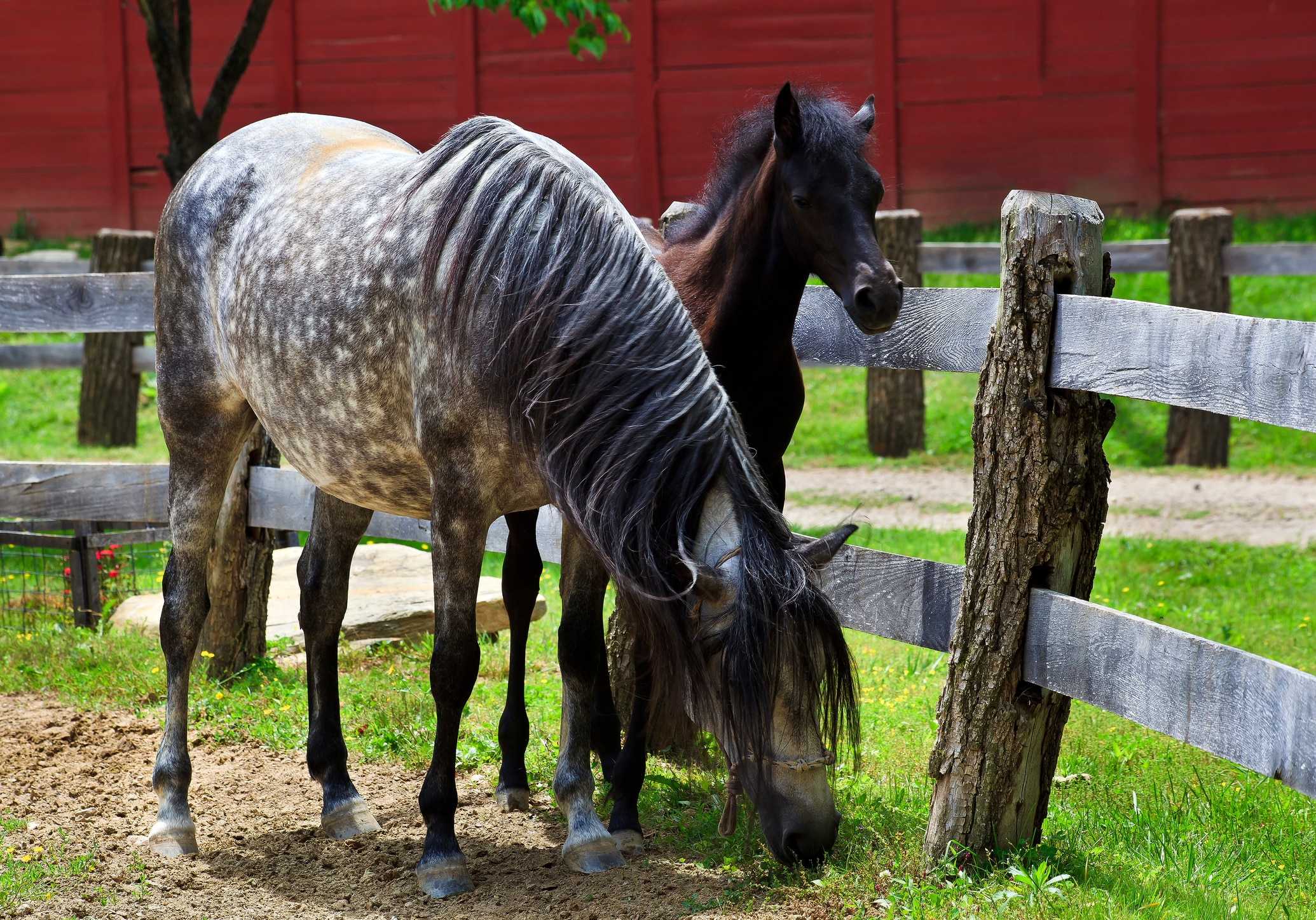 Paso Fino mare and foal
